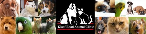 kloof animal clinic logo